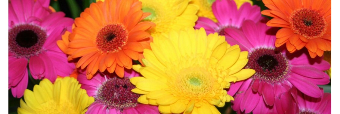 mix coloured gerbera daisies